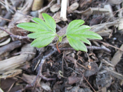Littleleaf Linden seedling
